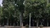 安徽一女子被拖树林施暴 披头散发冲出求救
