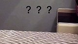还记得这个小可爱吗
