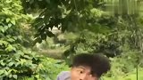 许华升偷果子，这一机智举动连酒神爷爷都看傻了