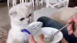 猫咪第一次吃酸奶，喵：都是我的！不要和我抢！