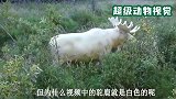 河边惊现一头“神秘巨兽”，全身白色从没见过，这究竟是何生物？