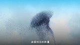 此鸟在美国是“恶霸”，但在中国是益鸟，美国人表示看不懂