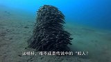 海底行走的“鲛人”，你见过吗？看得直叫人头皮发麻！