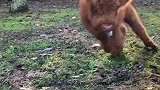 如此可爱的小牛犊