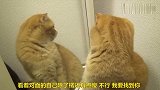 猫咪看着镜子里的自己，一定要把它揪出来较量较量，太搞笑了