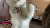 中年发福的胖胖灰的视频