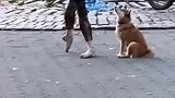 转圈那几下还真有点意思