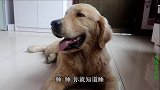 金毛的狗粮被偷吃了，小虎用烧饼当诱饵布下陷阱，凶手能抓到吗？