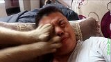 金毛的狗粮被偷吃了，小虎用烧饼当诱饵布下陷阱，凶手能抓到吗？
