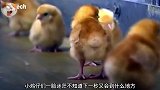 鸡流水线工厂，小鸡仔都被送到传送带上和蛋壳分离