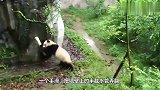 大熊猫被水管打懵了，结果越想越生气，随后的举动笑翻众人