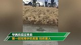 东北大哥回家路上遇老虎 拍视频大喊：来，给你喂食