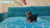 约克夏犬活泼又调皮，真是让人忍不住喜爱啊