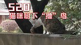 万点暴击！520猫咪树下“撸”鸟当众“亲亲”，观众狂羡跨界爱