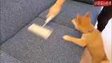 主人在清洁沙发，柴犬在一旁看得好着急：我不允许它在我地盘上！