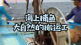 海上捕鱼，大自然的搬运工！