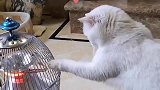 烤火器不热，下一秒猫咪的举动，简直成精了！