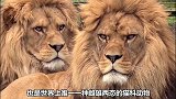 你敢撸一下这样的大猫吗