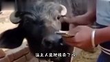 大爷啊，你这打扮太奇特了，也不知道你这衣服哪弄的