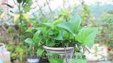 绿萝长不好？用上2粒小白片，30天窜满盆，叶子绿油油！