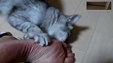 猫咪闻了一下主人的脚，这表情真是厉害了！