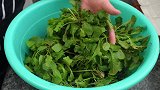 冬天农村最喜欢吃的野菜，教你做成菜卷，皮薄菜多，家人吃美了