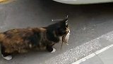 这流浪猫真厉害，抓了一只大大的老鼠！