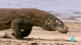 动物世界：科莫多巨蜥，捕猎瞬间！