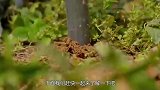 河北有一座15米小山，村民世代传言是赵云墓，专家揭晓答案！