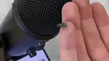 苍蝇的这个曲目你喜欢么