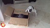 斗牛犬都快成脑震荡了吧，猫咪不留情的拍打