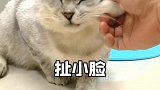 挑战全网脾气最好的猫咪