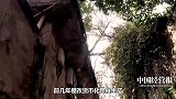 国家出手了！这些老房子能改就不拆，别再做拆迁梦了！