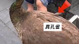 商贩骗女子买“孔雀”，越长大越不像，真是每天上一当当当不一样