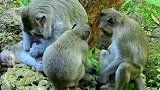 断手猴真是一位好妈妈，猴王为什么不喜欢它呢？