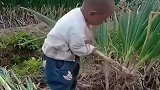 少年当自强，这就是农民的孩子，小小年纪就会收大葱了很是勤奋！
