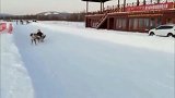 驯鹿拉雪橇，最温顺的驯鹿也有发脾气的时候，太吓人了！
