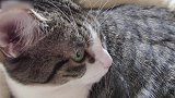 好漂亮的猫咪啊,看这水灵灵的大眼睛,真是太萌了吧!