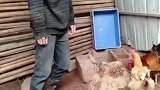 现实生活中很多男人不如这只大公鸡！