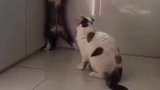 两只猫打架，黑猫被白猫逼到角落，失去猫王的风采