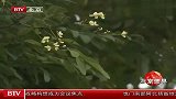 四百岁国槐金秋开花专家称今年花开二度有科学依据
