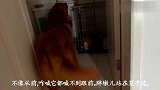 大金毛胖墩儿为了解救小金毛胖妞，做出很大的努力