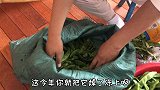 东北人最爱油豆角 秋天丰收家家储存晒豆角冻豆角 能吃一冬天