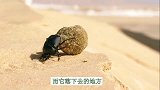 生存专家遇上了骗术大师，他们会摩擦出怎样的火花？