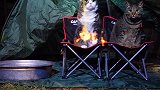 做主人在猫咪面前玩火，猫猫竟然无动于衷，猫咪定力好强啊！