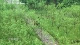 张子枫八卦杨紫恋情，黄磊撮合张艺兴紧挨杨紫，同款剪刀手拍照