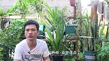 兰花得了“这种病”，新手朋友建议扔掉