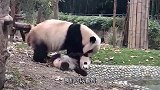 熊猫妈妈强行给宝宝洗澡，小熊猫满脸不情愿，太委屈了
