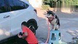 养狗的好处，主人洗车二哈在一旁帮忙，太给力了