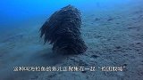 对于弱者，从来就没有“抱团取暖”这回事，有可能是团灭！